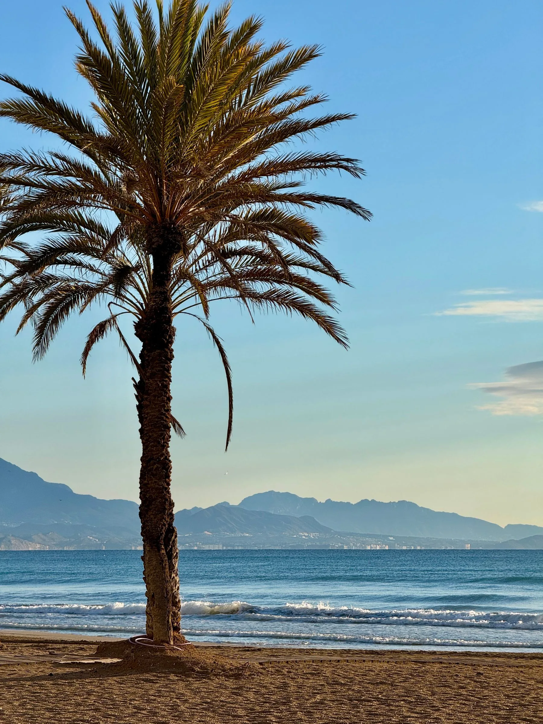 Alicante beach, Mediterranean Sea and palm tree